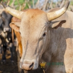 Cow Sharing (beef with offals and Cowleg)