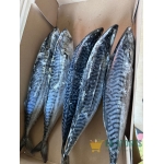 Mackerel