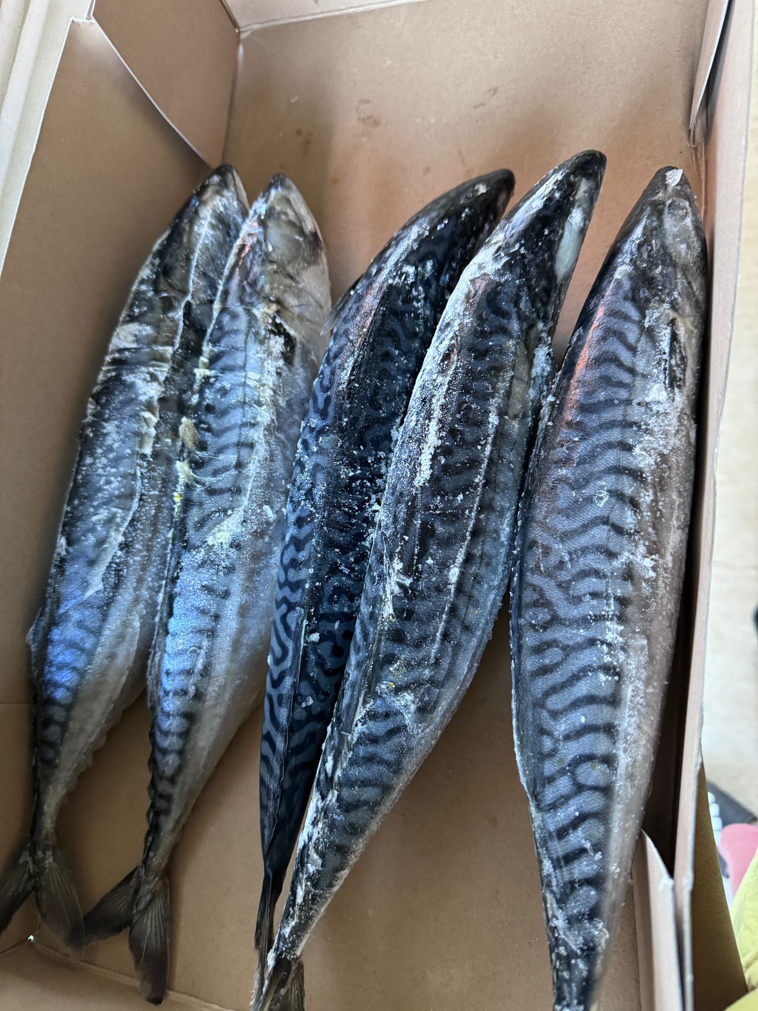 WhatsApp-Image-2024-11-08-at-22.00.52_3c703d53.jpg Mackerel - Image 1