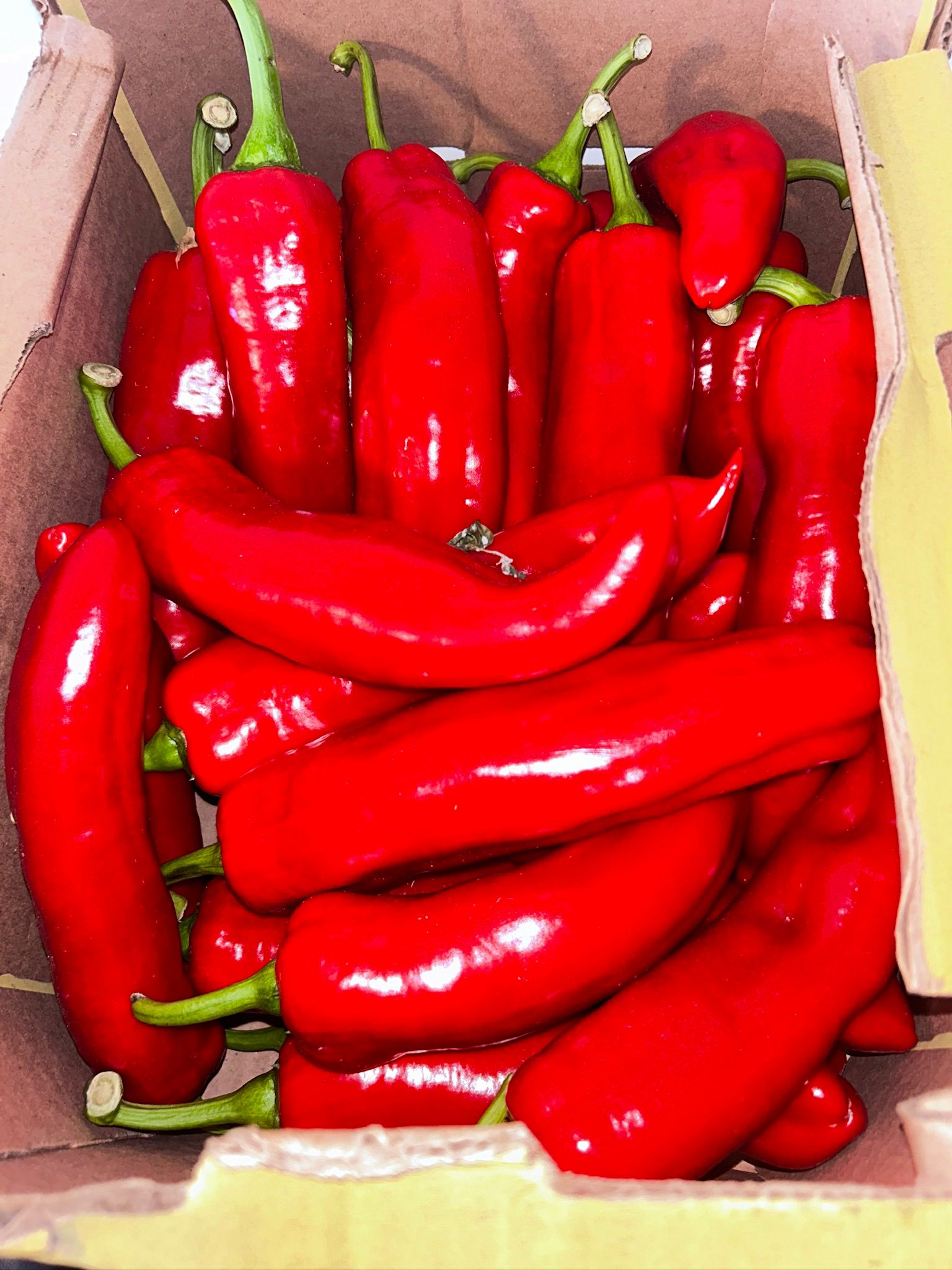 WhatsApp-Image-2024-11-09-at-22.20.30_74b7eead.jpg Shepherd Pepper - Image 1