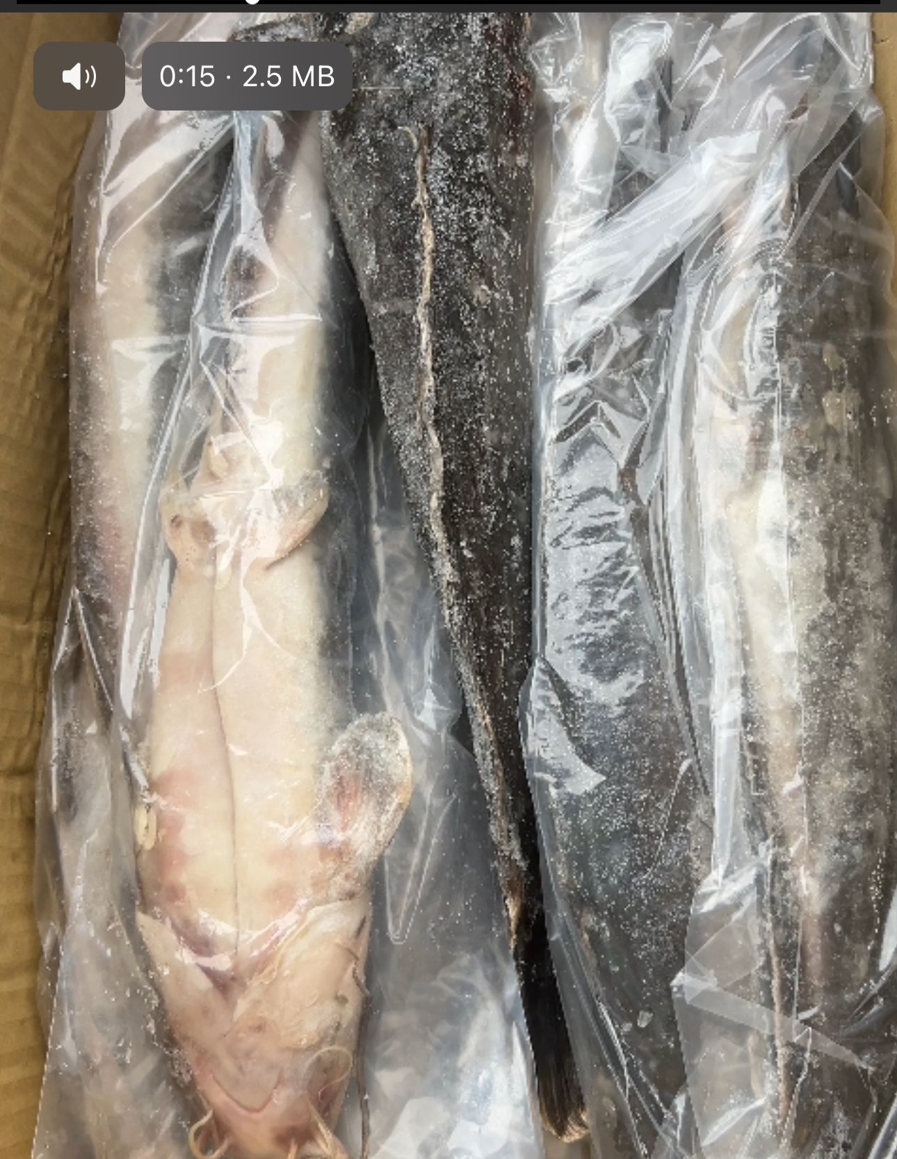 WhatsApp-Image-2024-11-09-at-22.20.55_a89b55b4.jpg Catfish - Image 1