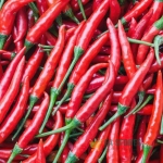 Hot Pepper