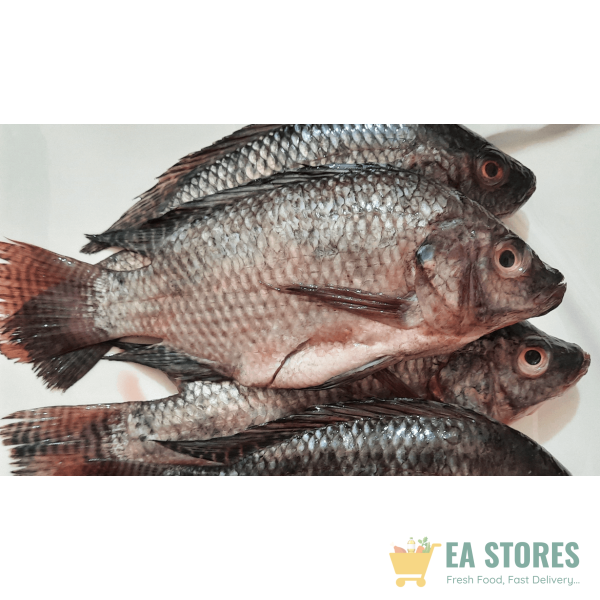 Tilapia
