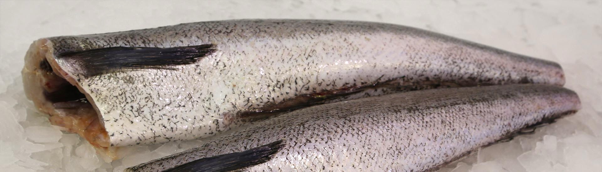 img_2786 Whiting (Hake) - Image 1