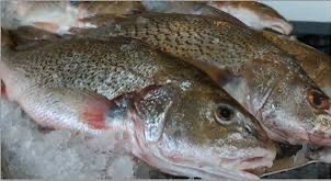 img_2865 Croacker - Image 1