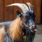 Goatmeat (Male)